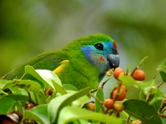 Cyclopsitta diophthalma