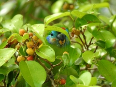 Cyclopsitta diophthalma