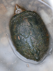 Sternotherus intermedius