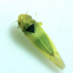 Erythridula pfrimmeri