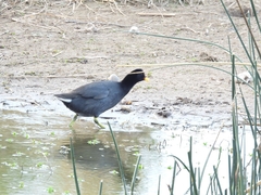 Fulica rufifrons