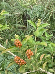 Citharexylum berlandieri