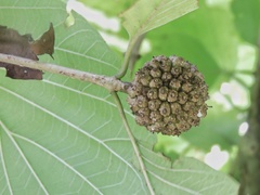 Mitragyna parvifolia