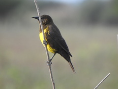 Pseudoleistes virescens
