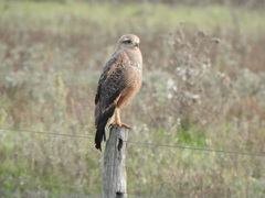 Buteogallus meridionalis