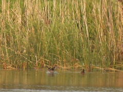 Heteronetta atricapilla