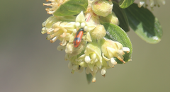 Arthrobrachus nigromaculatus