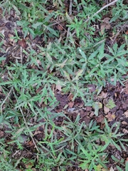 Quercus phellos
