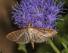 Herpetogramma bipunctalis