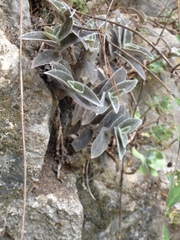 Tradescantia sillamontana