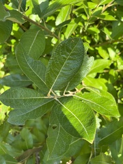 Salix hookeriana