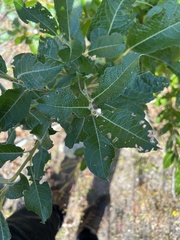 Salix hookeriana