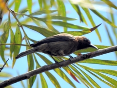 Myzomela obscura