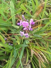 Glycine clandestina