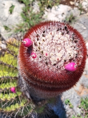Melocactus intortus