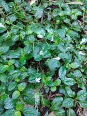 Bonnaya ruelloides