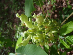 Aesculus sylvatica