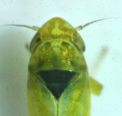Erythridula pfrimmeri