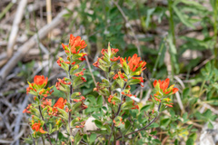 Castilleja coccinea