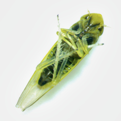 Erythridula pfrimmeri