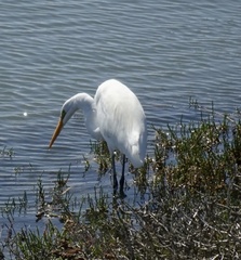 Ardea alba egretta