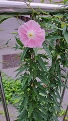 Calystegia hederacea