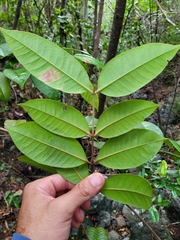Myrcia