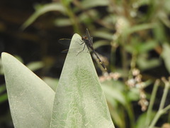 Erythrodiplax nigricans