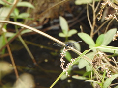 Erythrodiplax nigricans