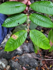 Myrcia
