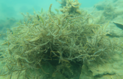 Sargassum