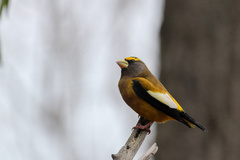 Coccothraustes vespertinus