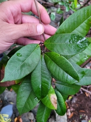 Myrcia