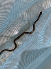 Coniophanes schmidti