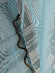 Coniophanes schmidti