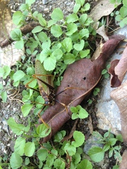 Pterophylla beltrani