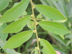 Bridelia verrucosa
