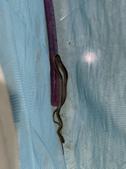 Coniophanes schmidti