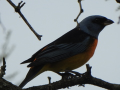 Rauenia bonariensis