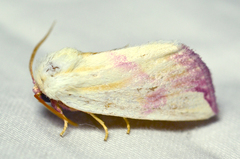 Thurberiphaga diffusa