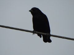Molothrus rufoaxillaris