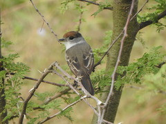 Xenopsaris albinucha