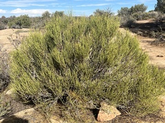 Ephedra viridis