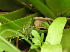 Staleochlora viridicata