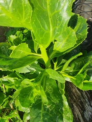 Scaevola crassifolia