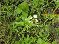 Sagittaria montevidensis