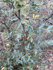 Berberis haematocarpa