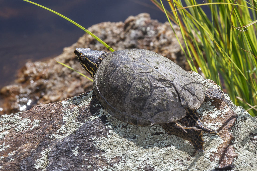 Eastern Musk Turtle from Rockland County, NY, USA on September 16, 2011 ...