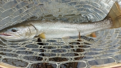 Salvelinus confluentus