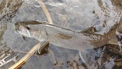 Salvelinus confluentus